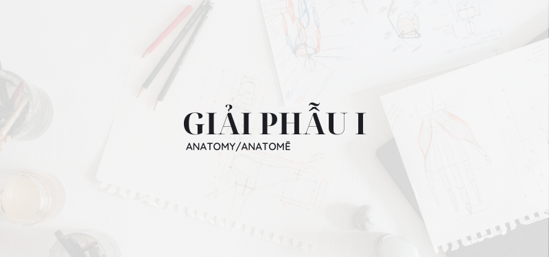 Giải phẫu I
